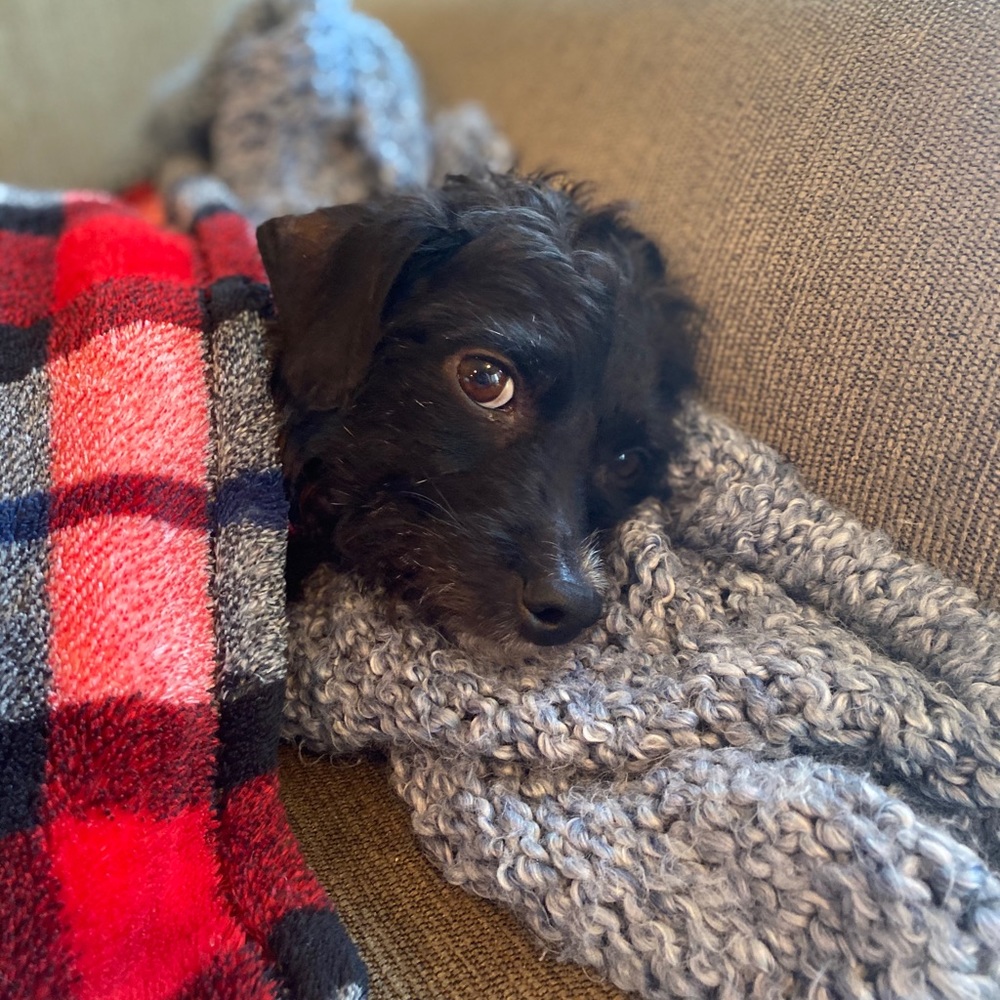 NOT FOR SALE!! Just showing off my dog Luna